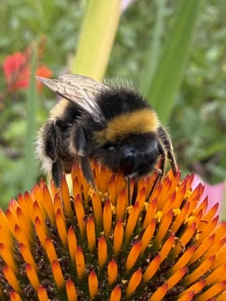 A fuzzy bumblebee is captured in a close-up shot, diligently collecting nectar from the vibrant orange and red petals of a coneflower